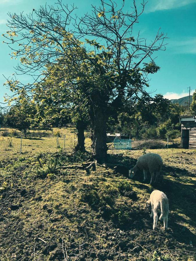 Quinta Das Almas São Roque do Pico المظهر الخارجي الصورة
