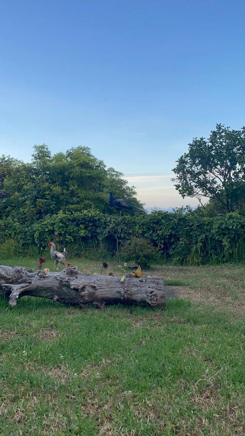 Quinta Das Almas São Roque do Pico المظهر الخارجي الصورة