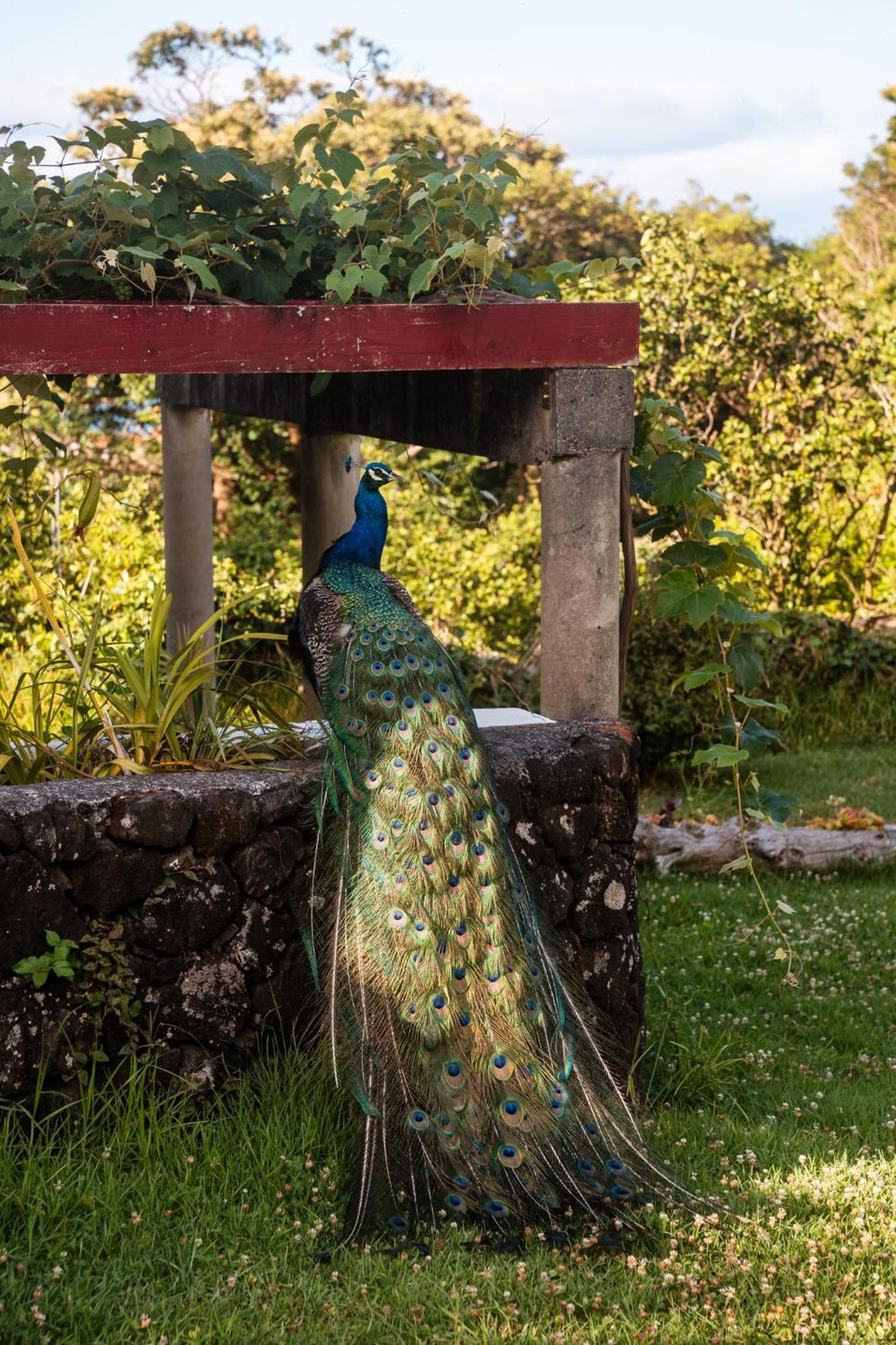 Quinta Das Almas São Roque do Pico المظهر الخارجي الصورة
