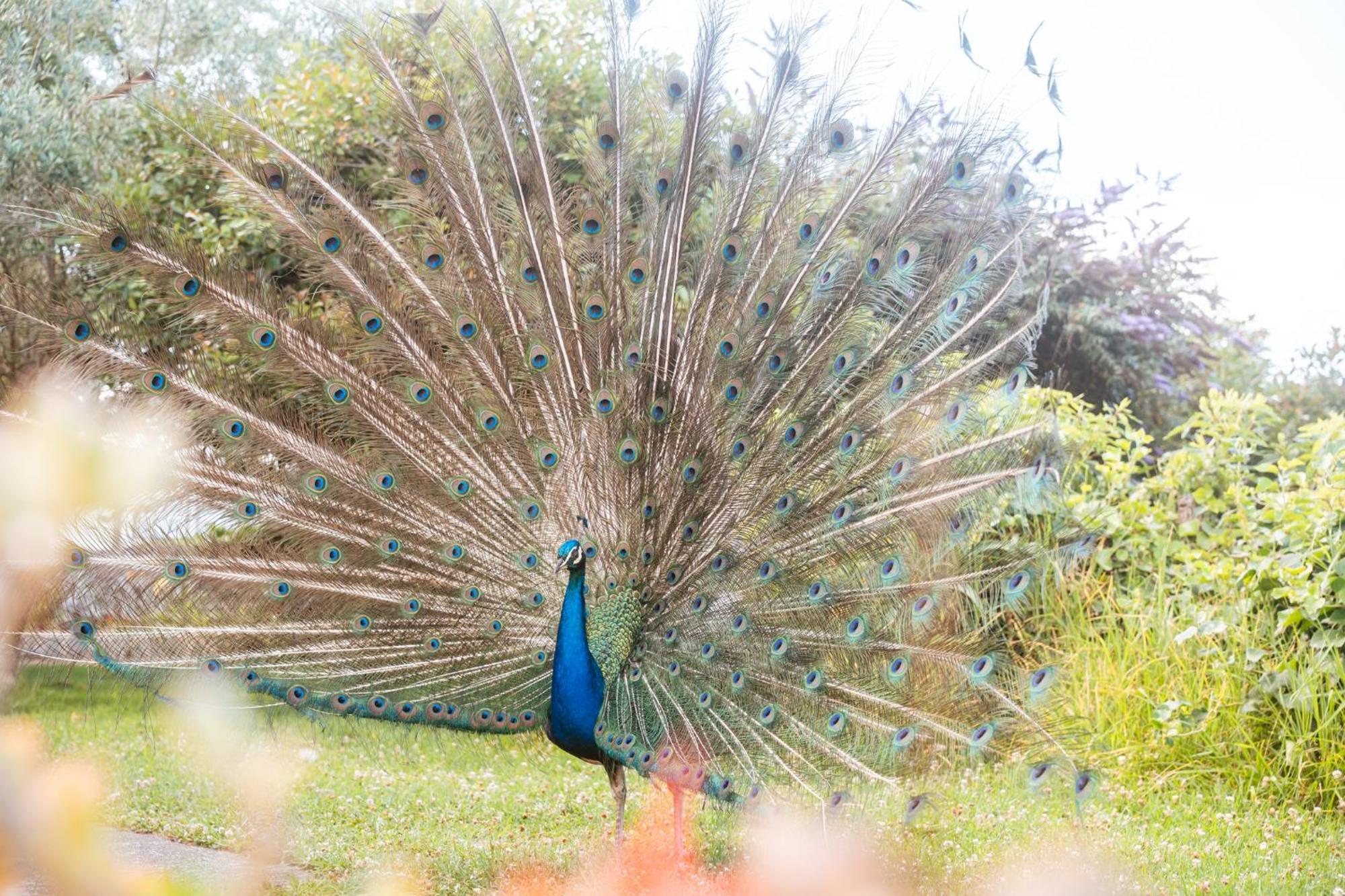 Quinta Das Almas São Roque do Pico المظهر الخارجي الصورة